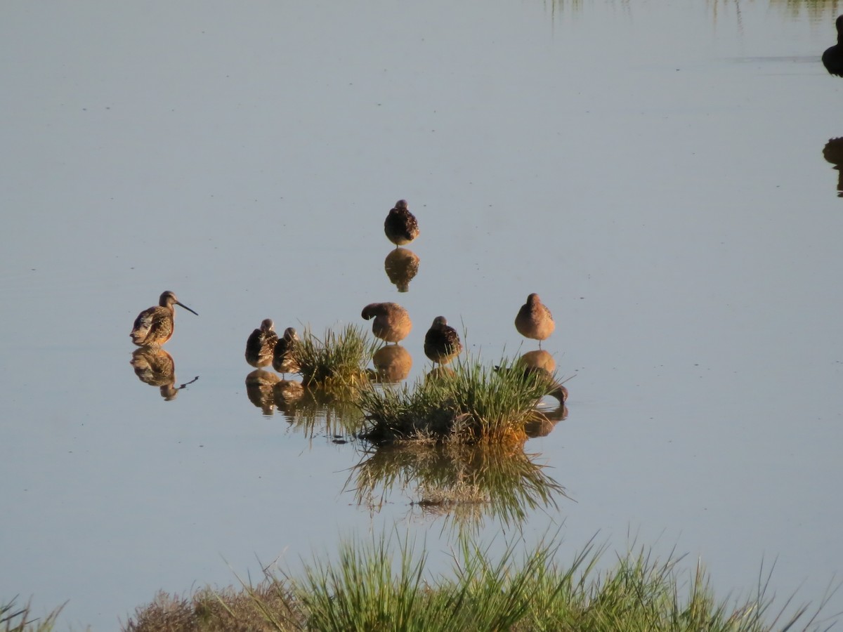 Long-billed Dowitcher - F Alvarez