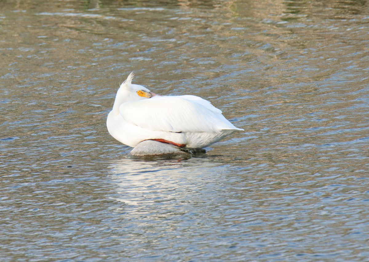 American White Pelican - ML618937755