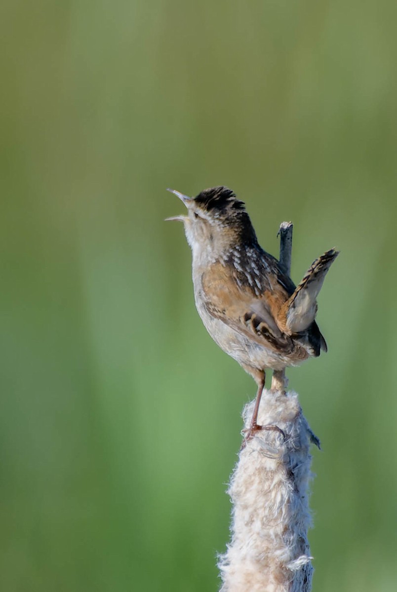 Marsh Wren - Gregg McClain