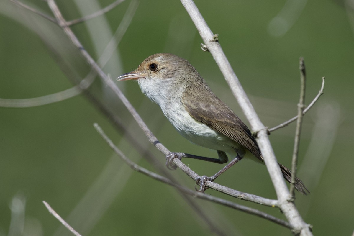 Fulvous-crowned Scrub-Tyrant - ML618937759