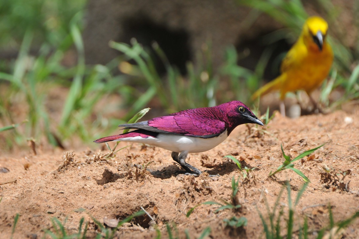 Violet-backed Starling - Dominic More O’Ferrall