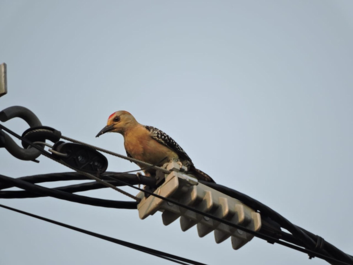 Red-crowned Woodpecker - Carlos Andrés Rodríguez Parra