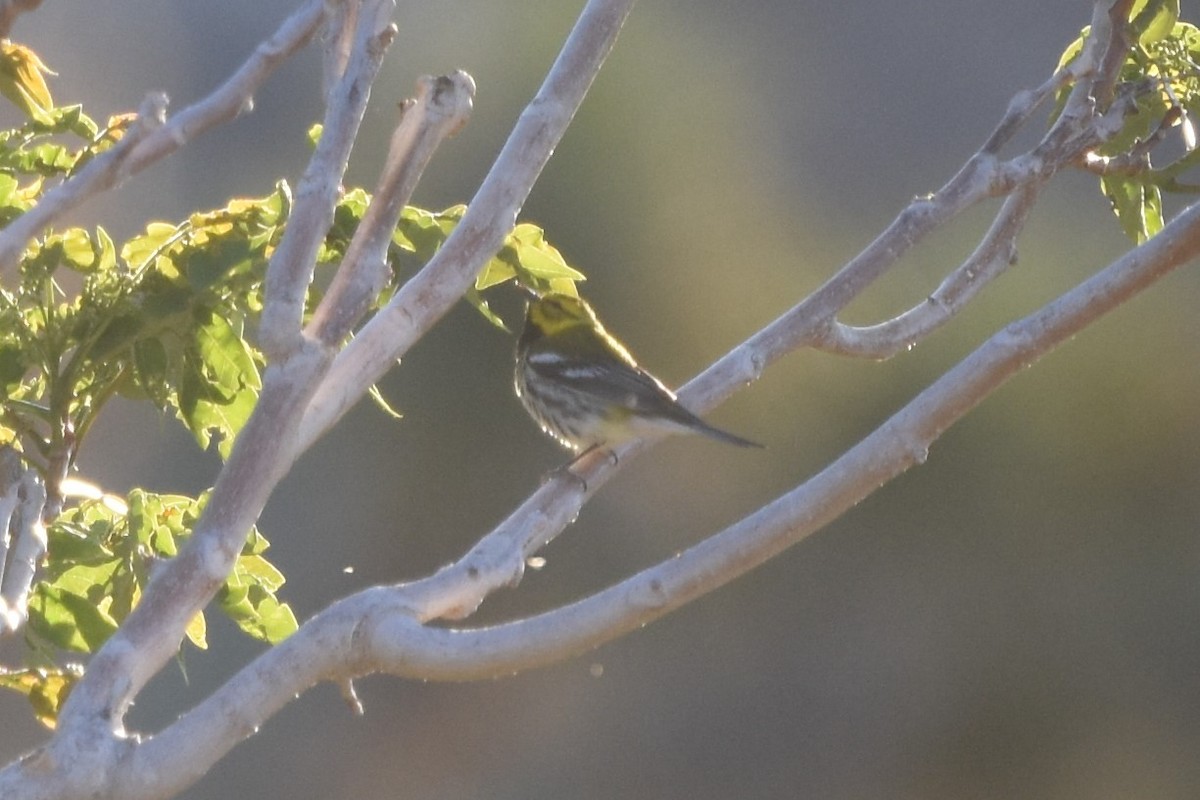 Black-throated Green Warbler - Annie Meyer