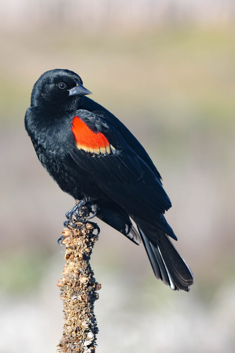 Red-winged Blackbird - Gregg McClain