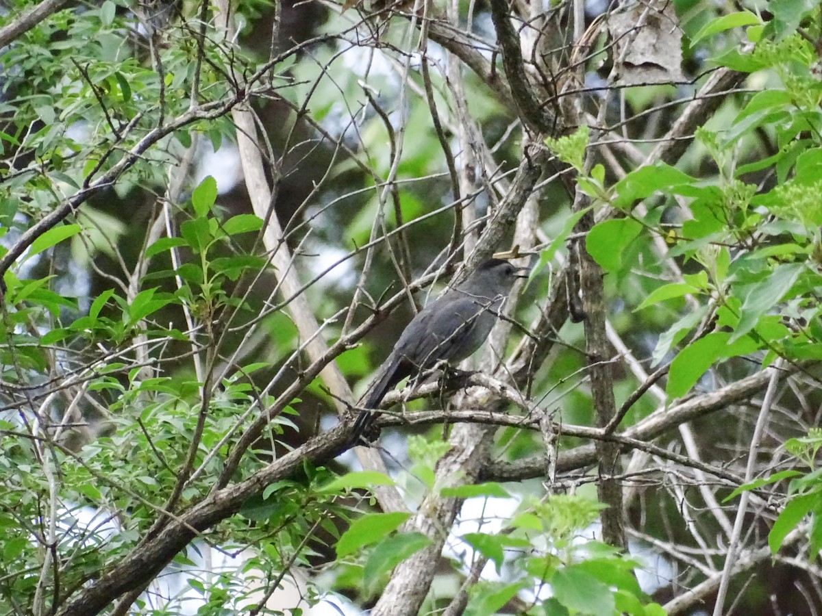 Gray Catbird - ML618937833