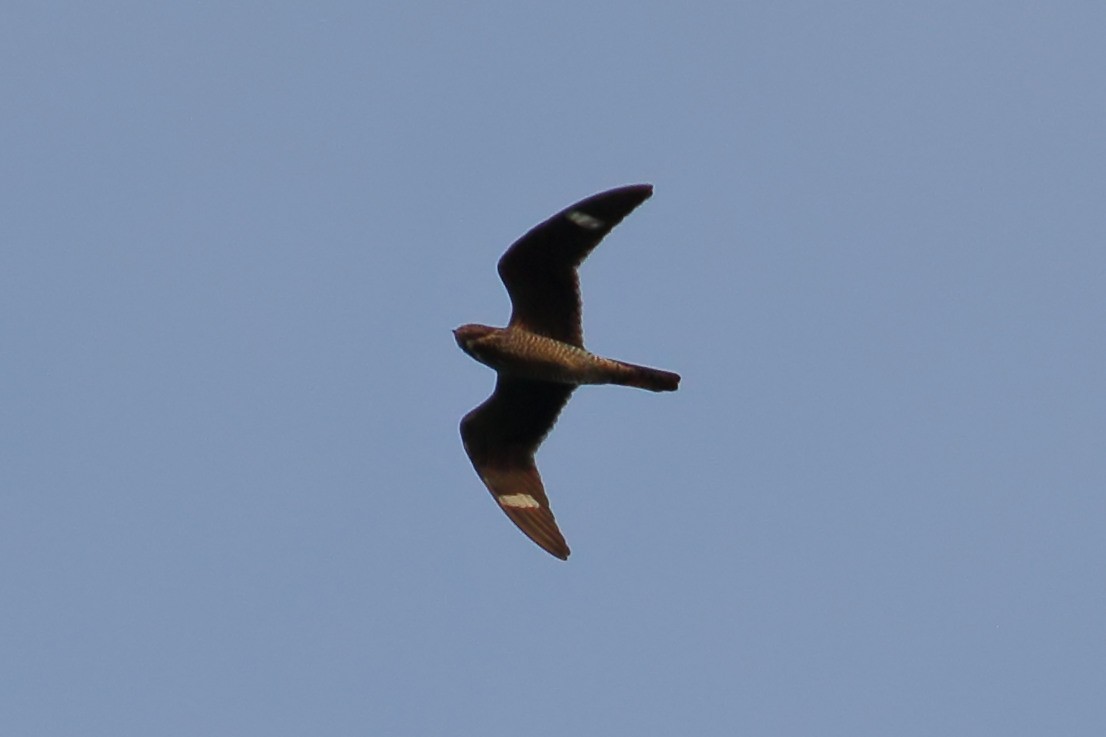 Common Nighthawk - James Porter