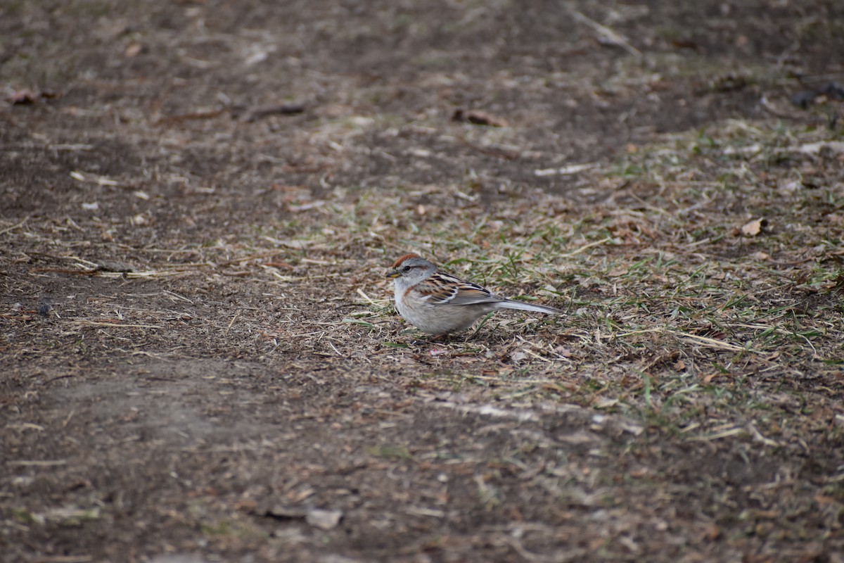 American Tree Sparrow - ML618937846