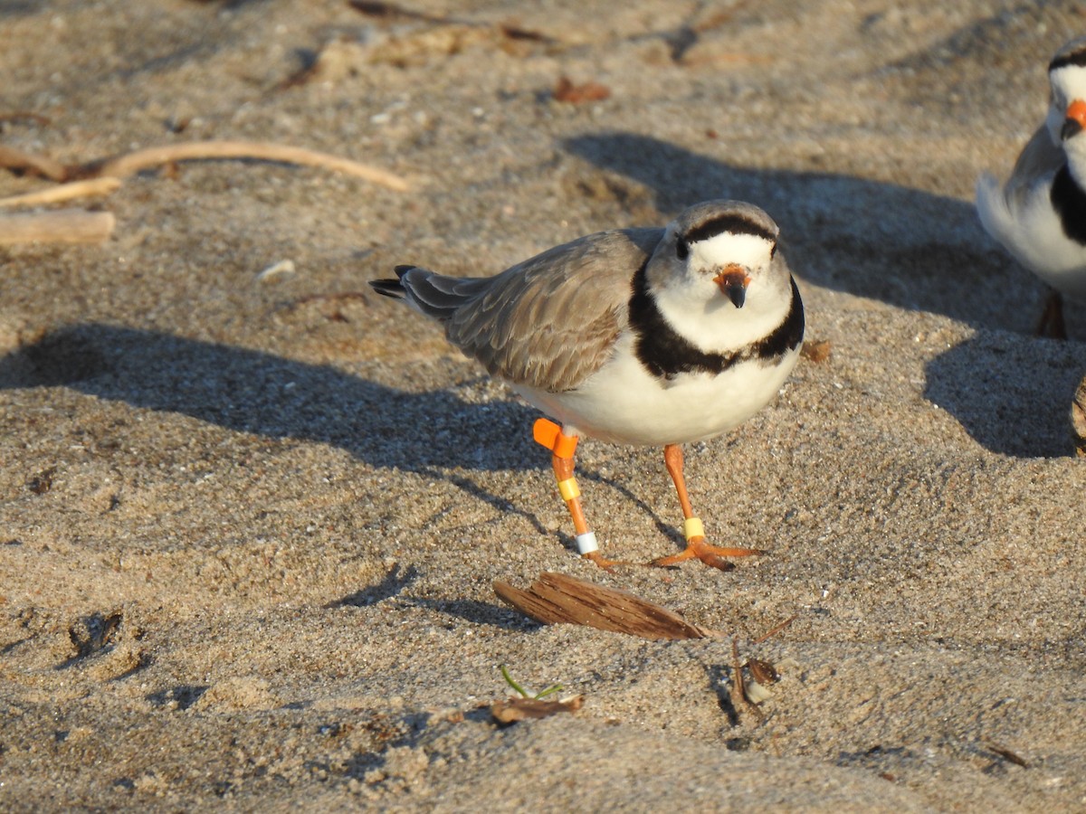 Piping Plover - Elias Takacs