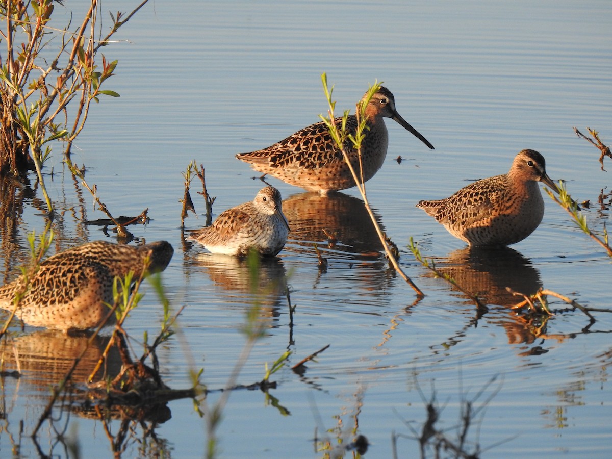 Short-billed Dowitcher - Elias Takacs