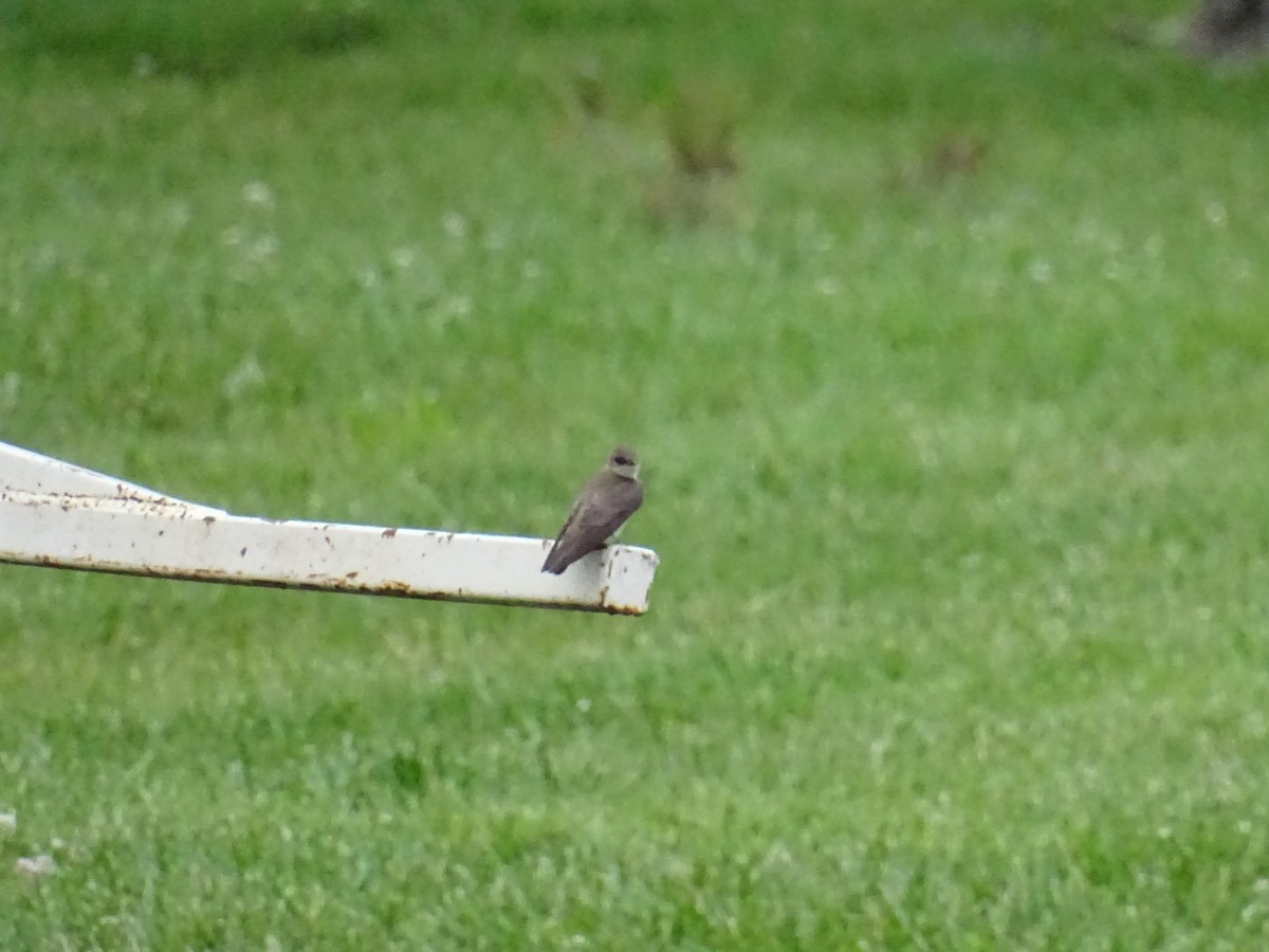 Northern Rough-winged Swallow - ML618937890