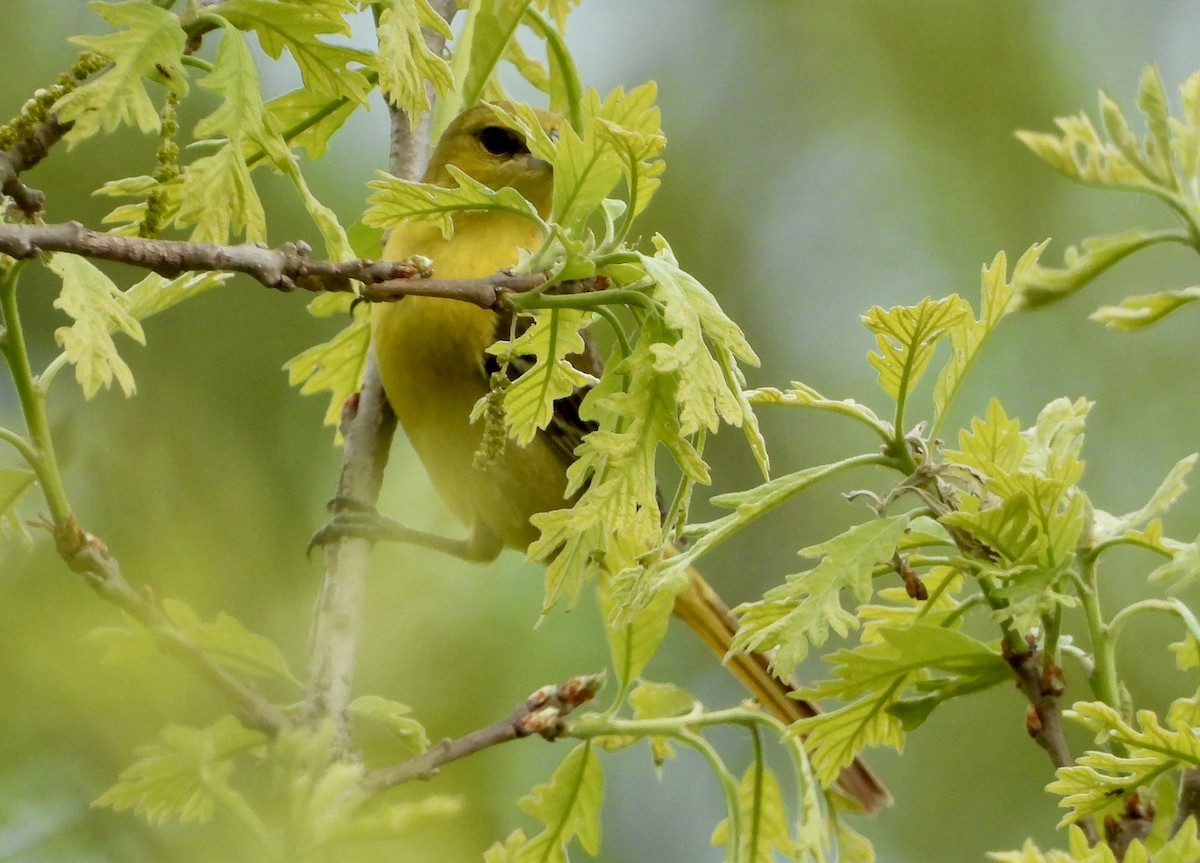 Oriole des vergers - ML618937891