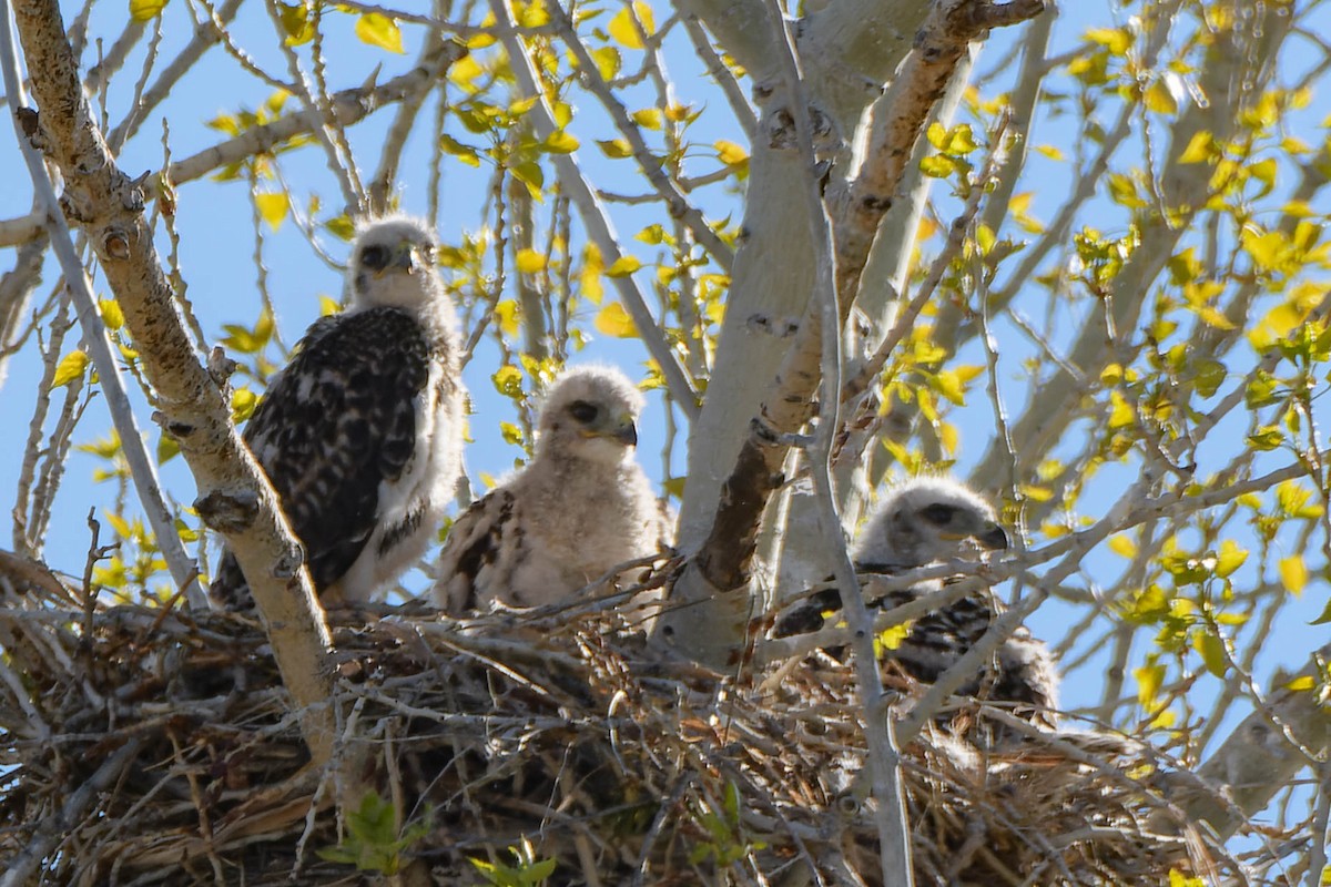 Red-tailed Hawk - Gregg McClain