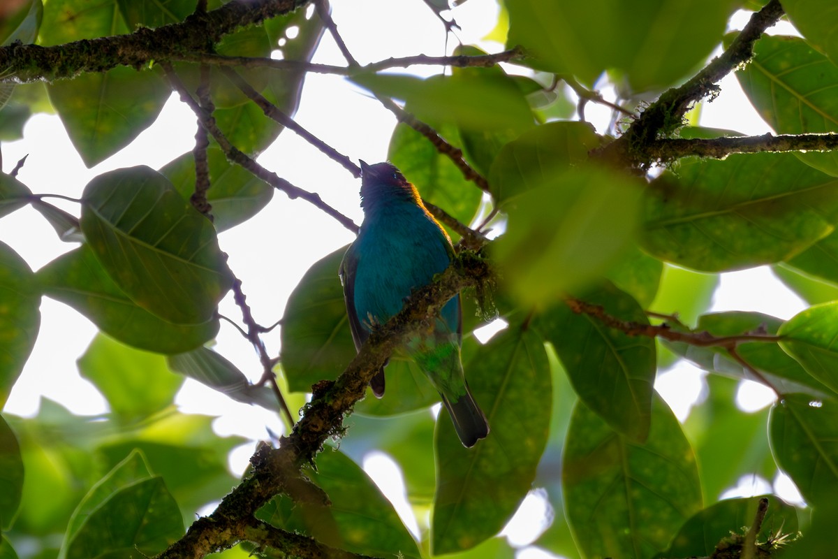 Bay-headed Tanager - ML618937913
