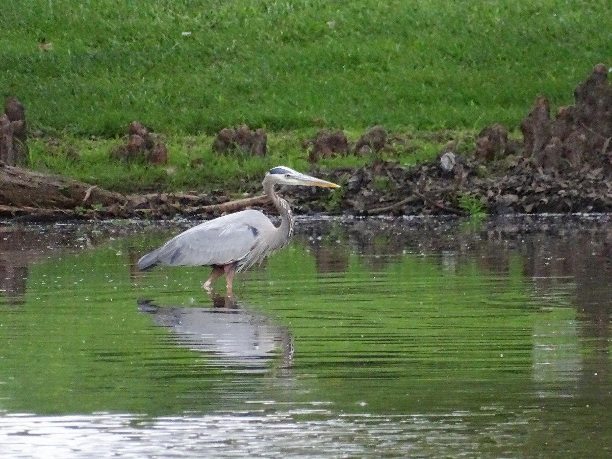 Great Blue Heron - ML618937918