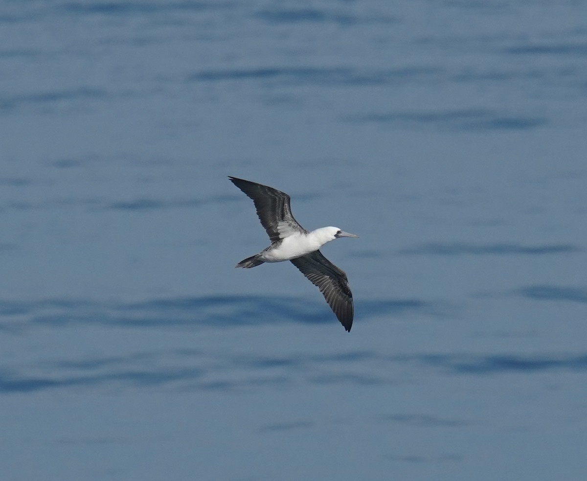 Peruvian Booby - Olivares Barraza