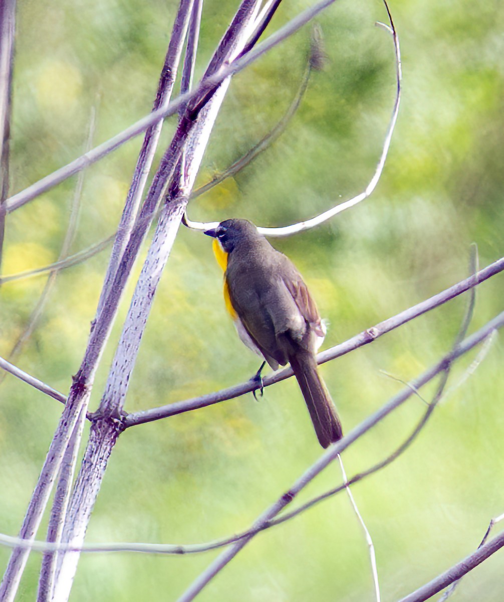 Yellow-breasted Chat - Mary-Rose Hoang