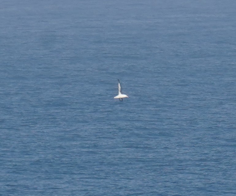 Black-browed Albatross - Olivares Barraza