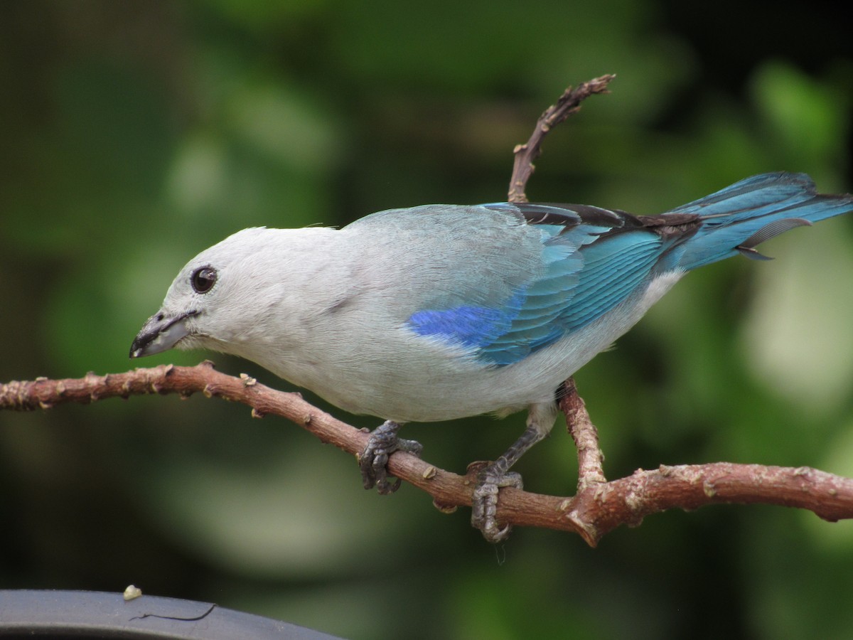 Blue-gray Tanager - Roberto Segundo Ospino Torres