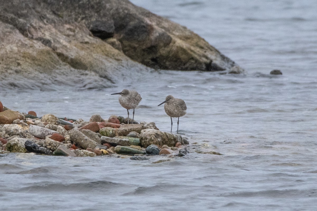 Willet - Peter Sproule