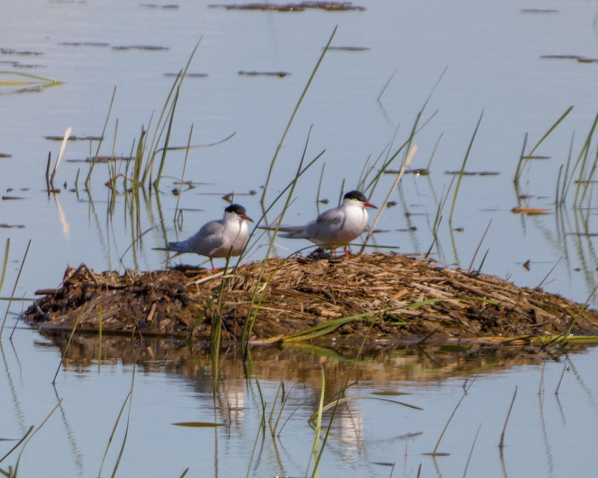 Common Tern - Kathy L. Mock