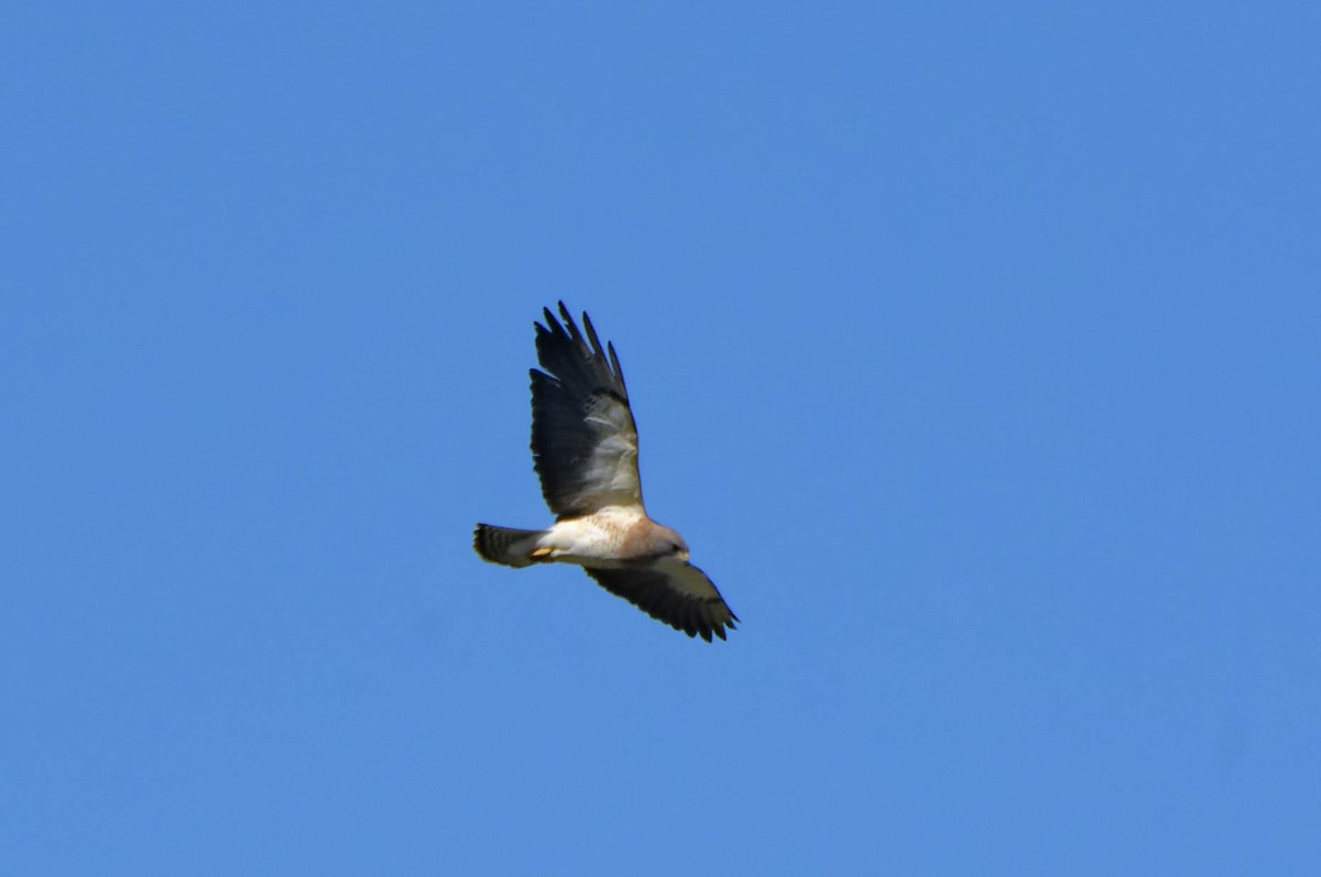 Swainson's Hawk - Gregg McClain