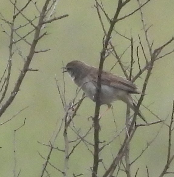 Rufous Songlark - Suzanne Foley