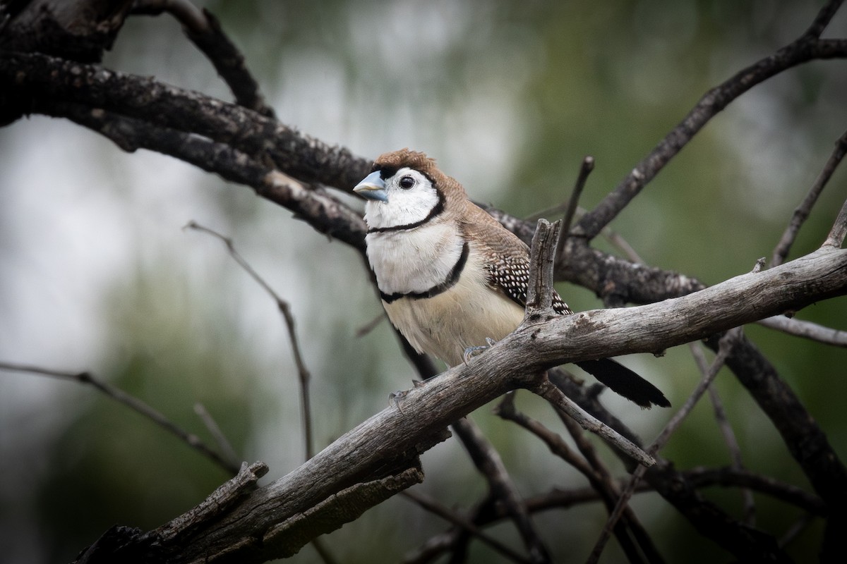 Double-barred Finch - ML618937974