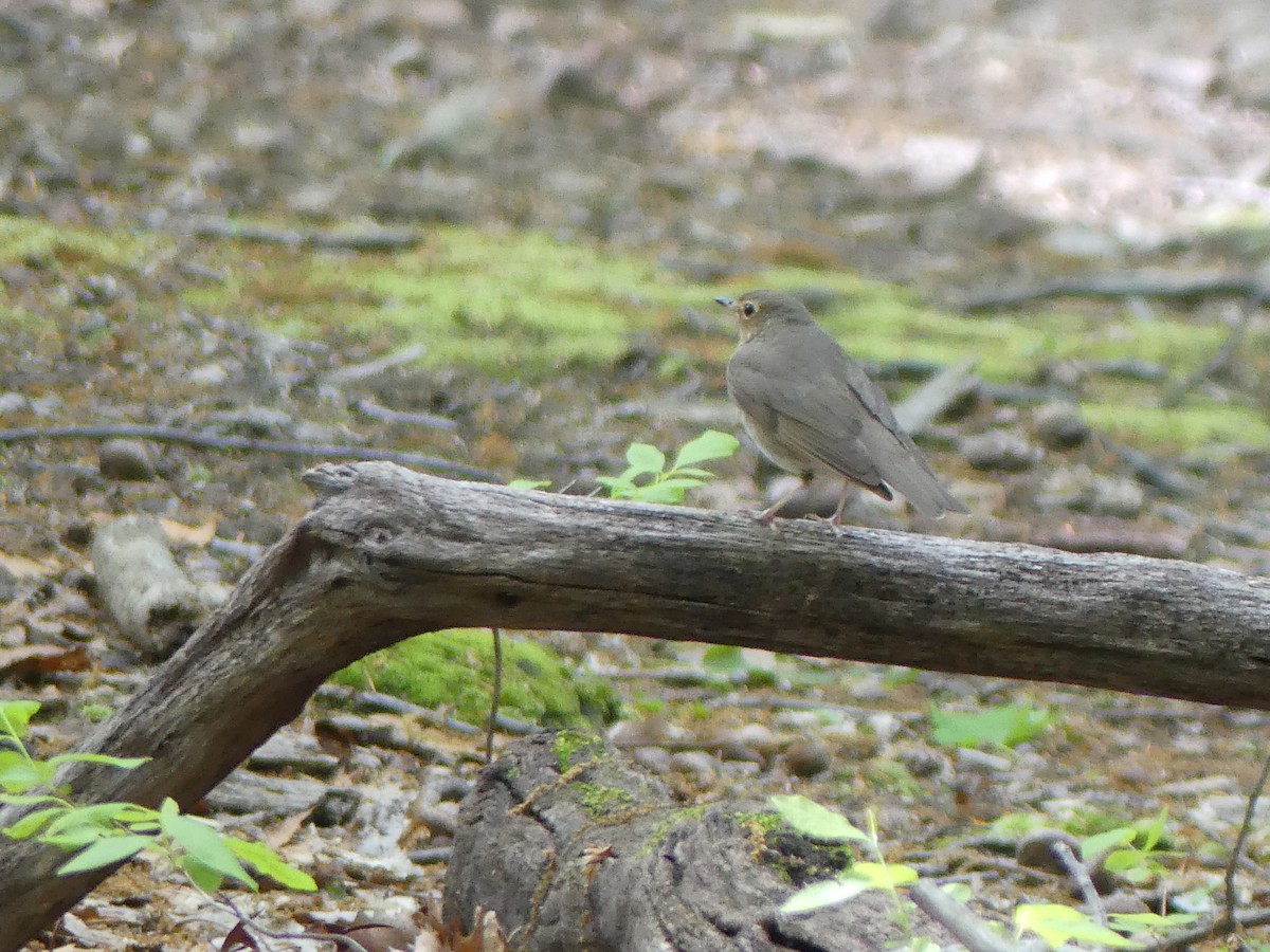 Swainson's Thrush - ML618937984