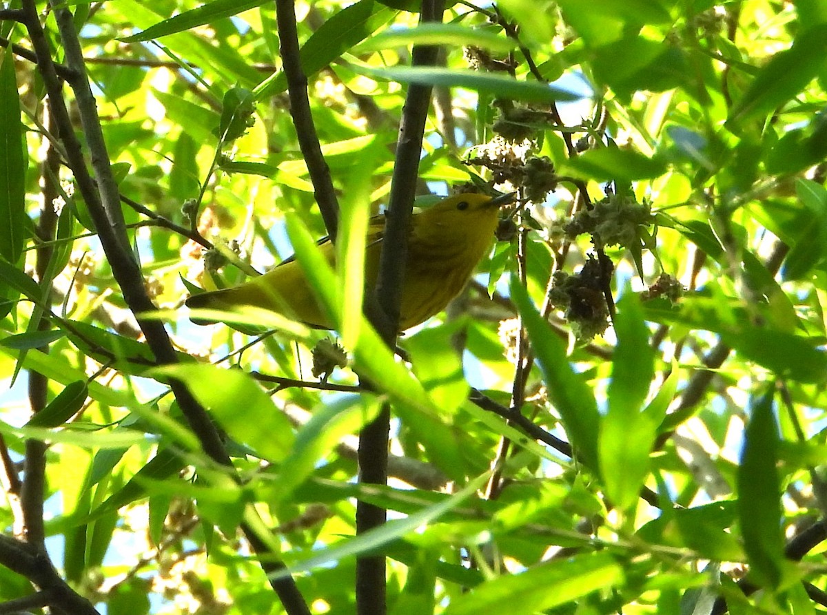 Yellow Warbler - ML618937993