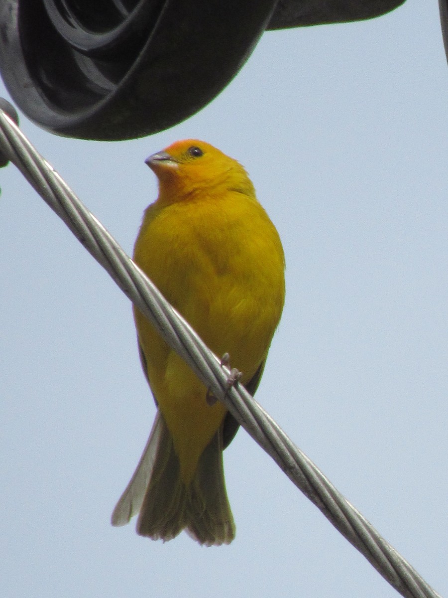 Saffron Finch - Roberto Segundo Ospino Torres