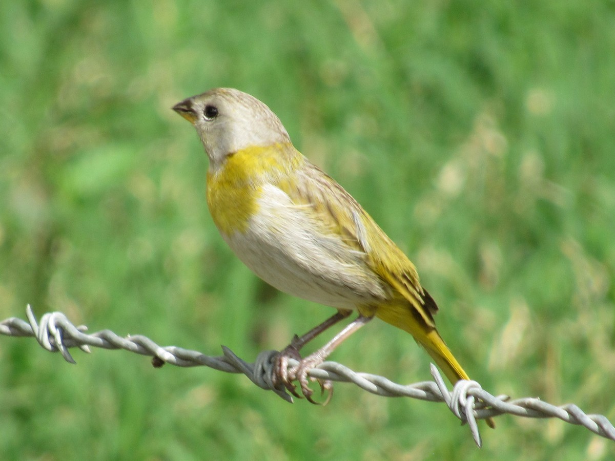 Saffron Finch - ML618937995