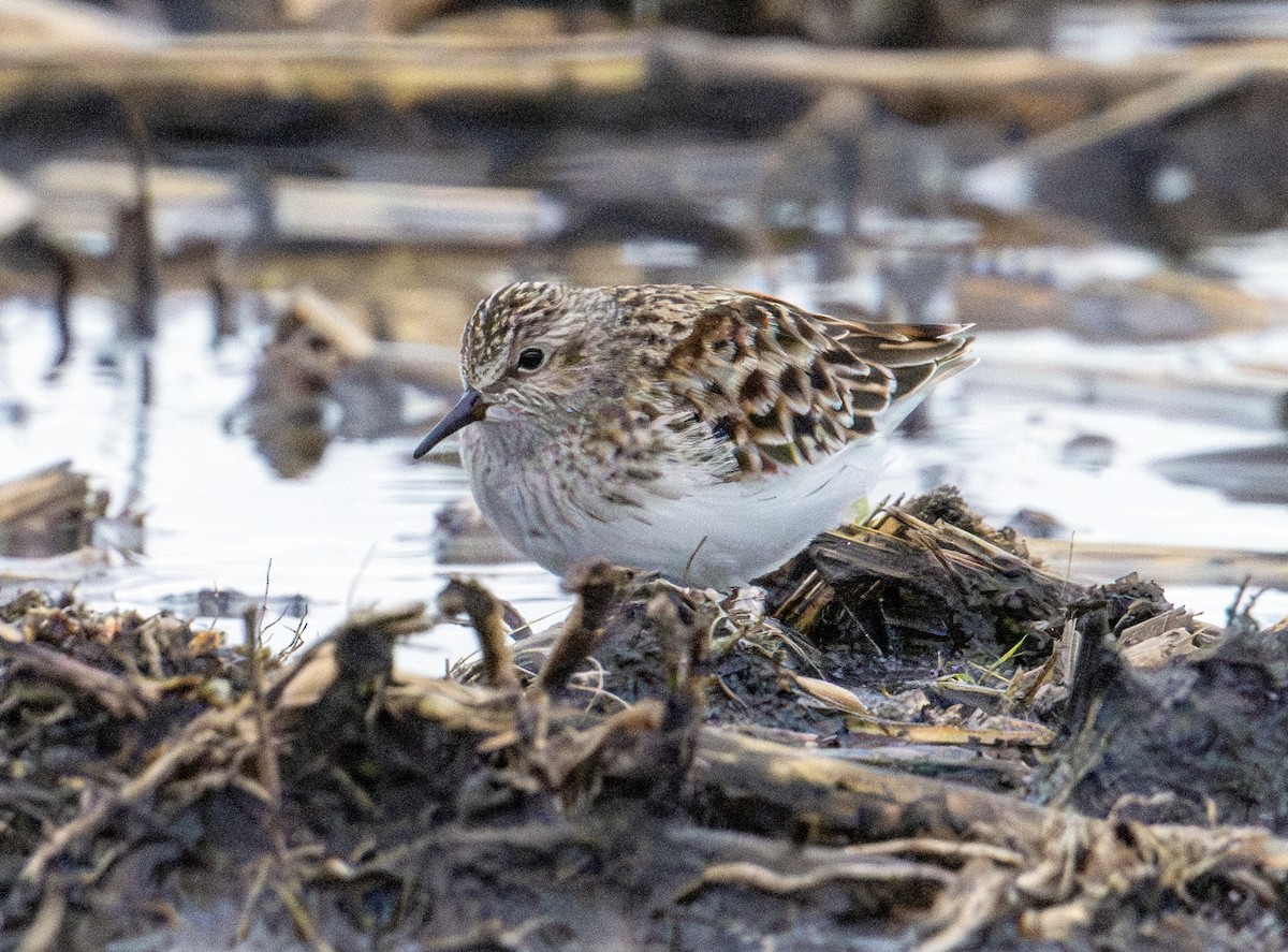 Least Sandpiper - Greg Courtney