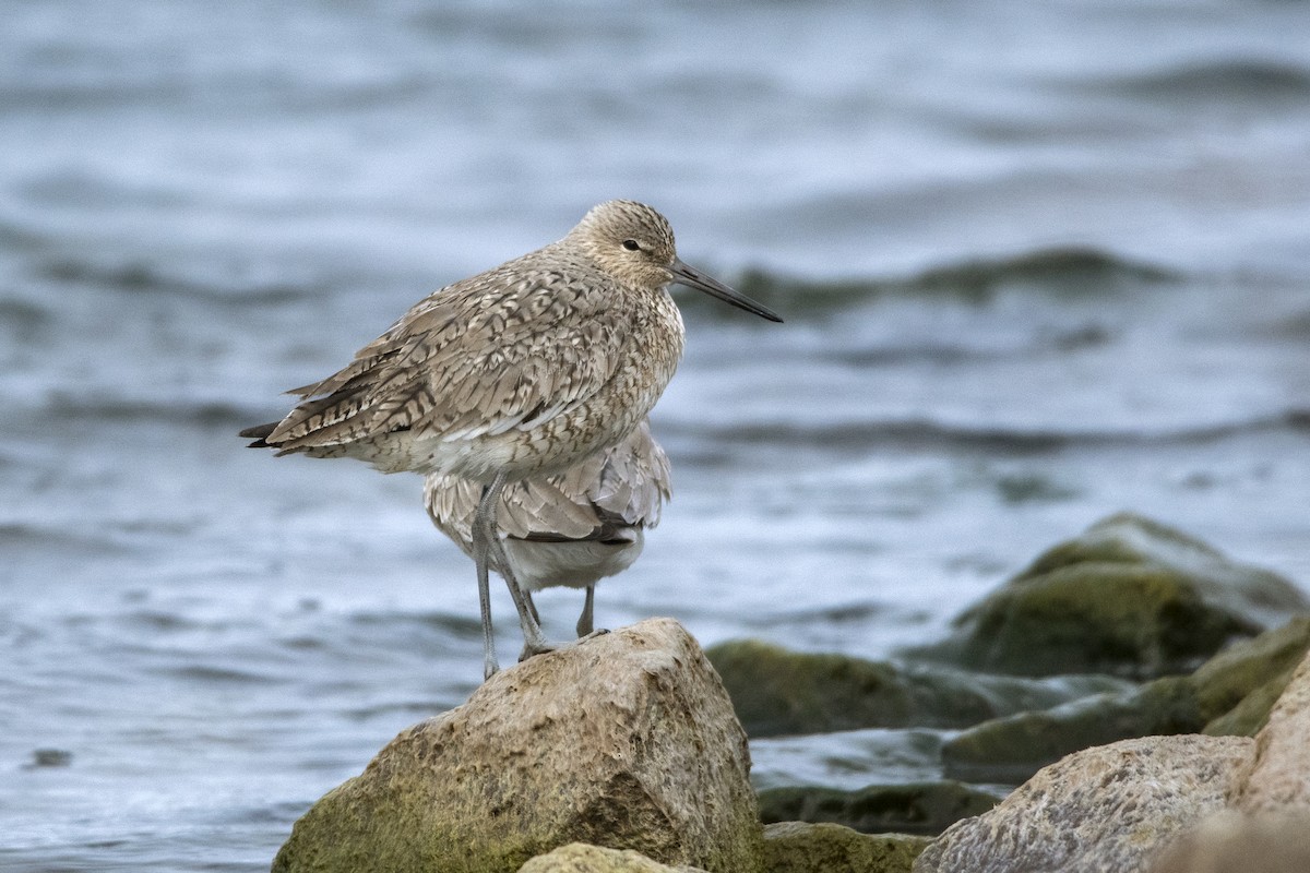 Willet - ML618938006