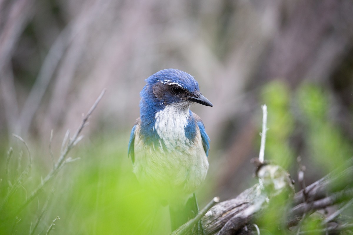 California Scrub-Jay - ML618938009