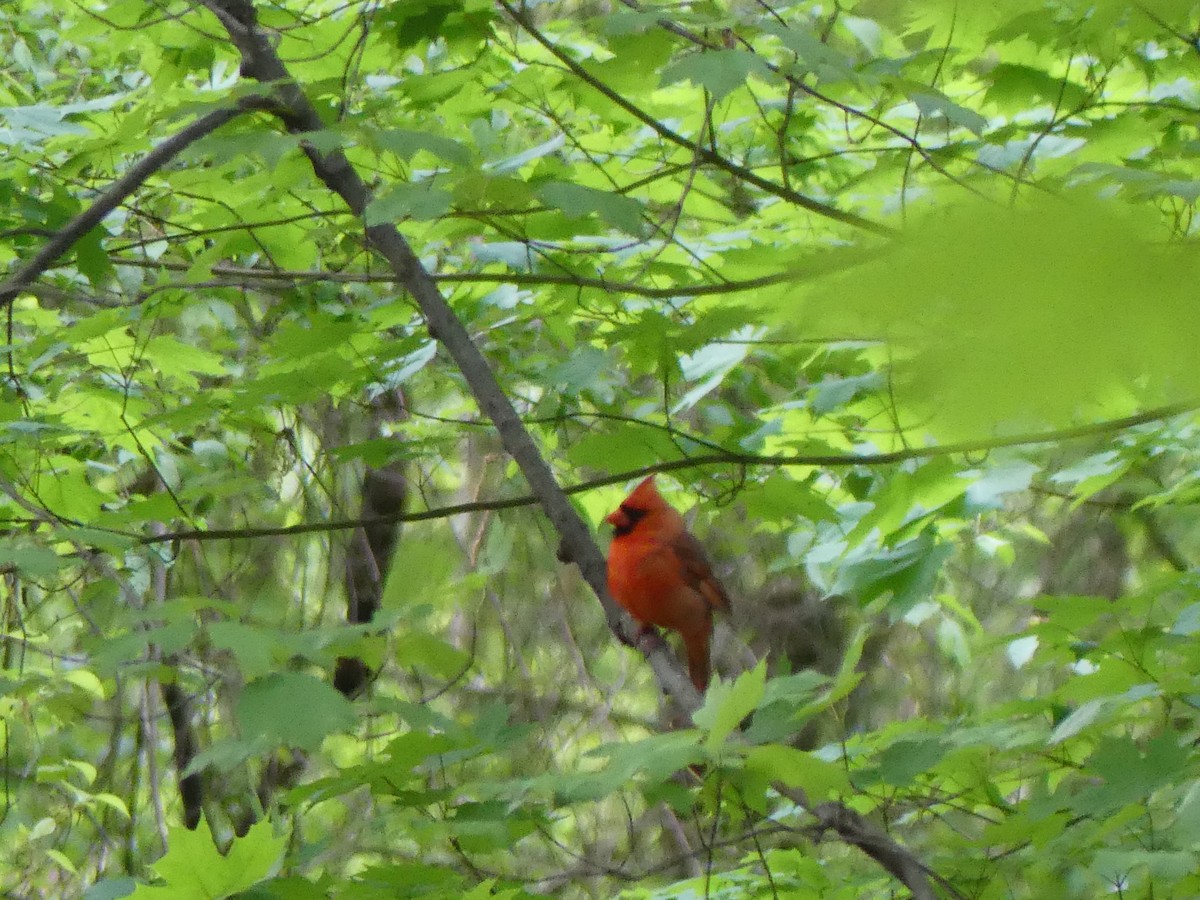 Northern Cardinal - ML618938014