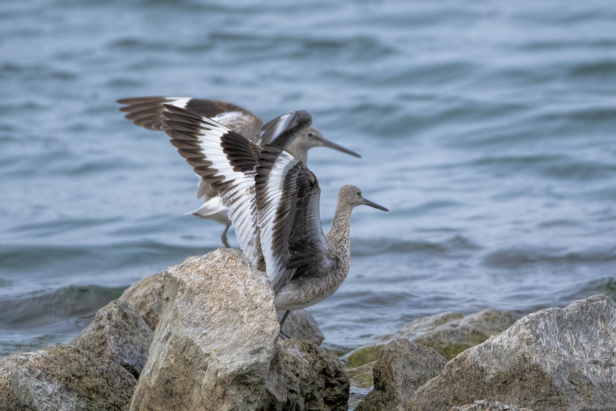 Willet - Peter Sproule