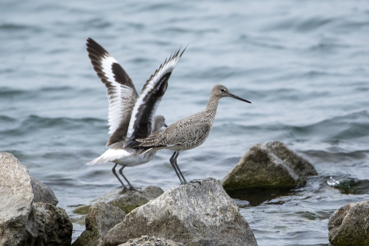 Willet - ML618938025