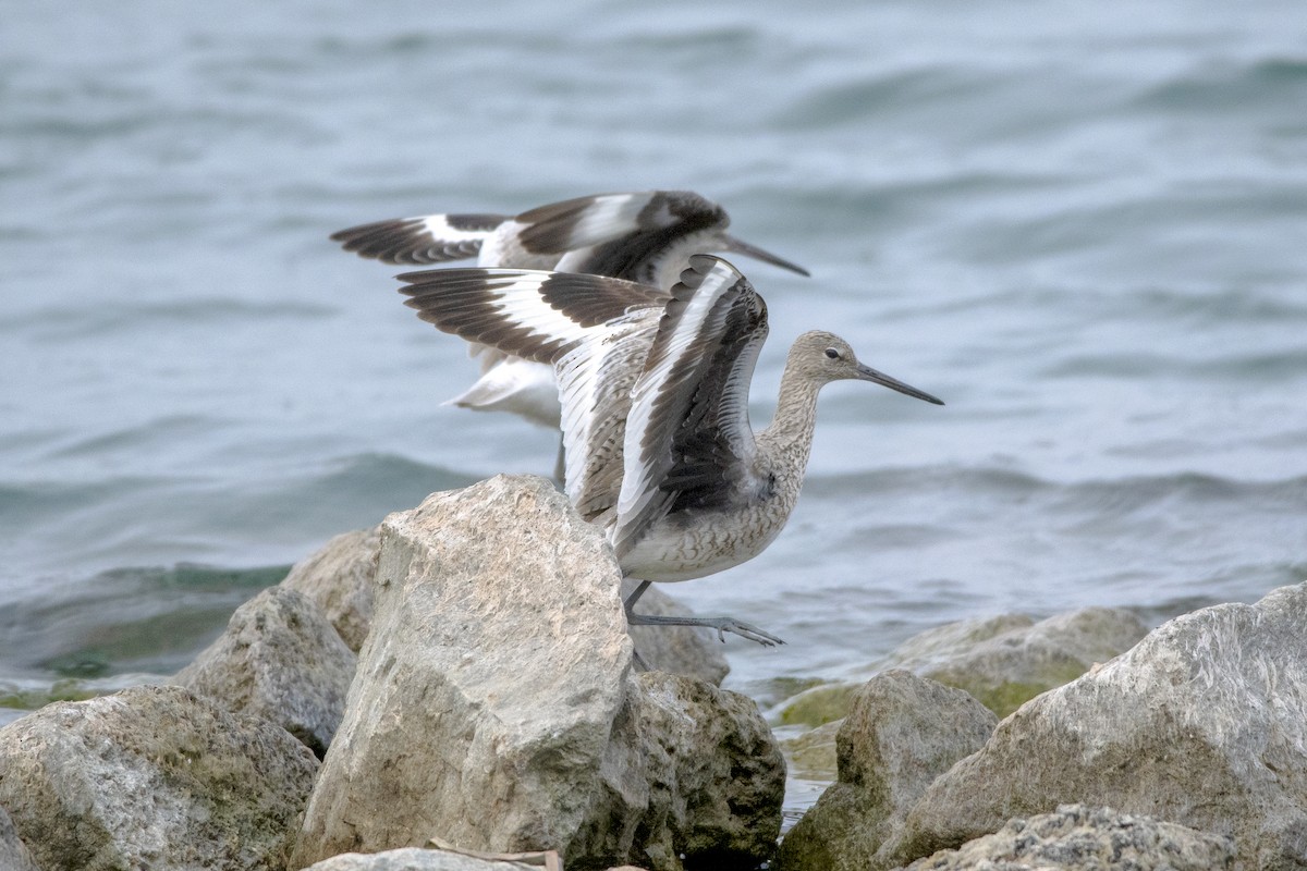 Willet - ML618938027