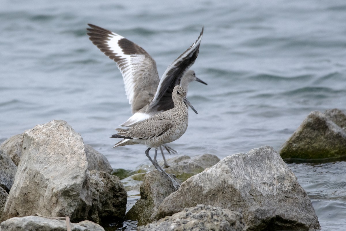 Willet - ML618938028