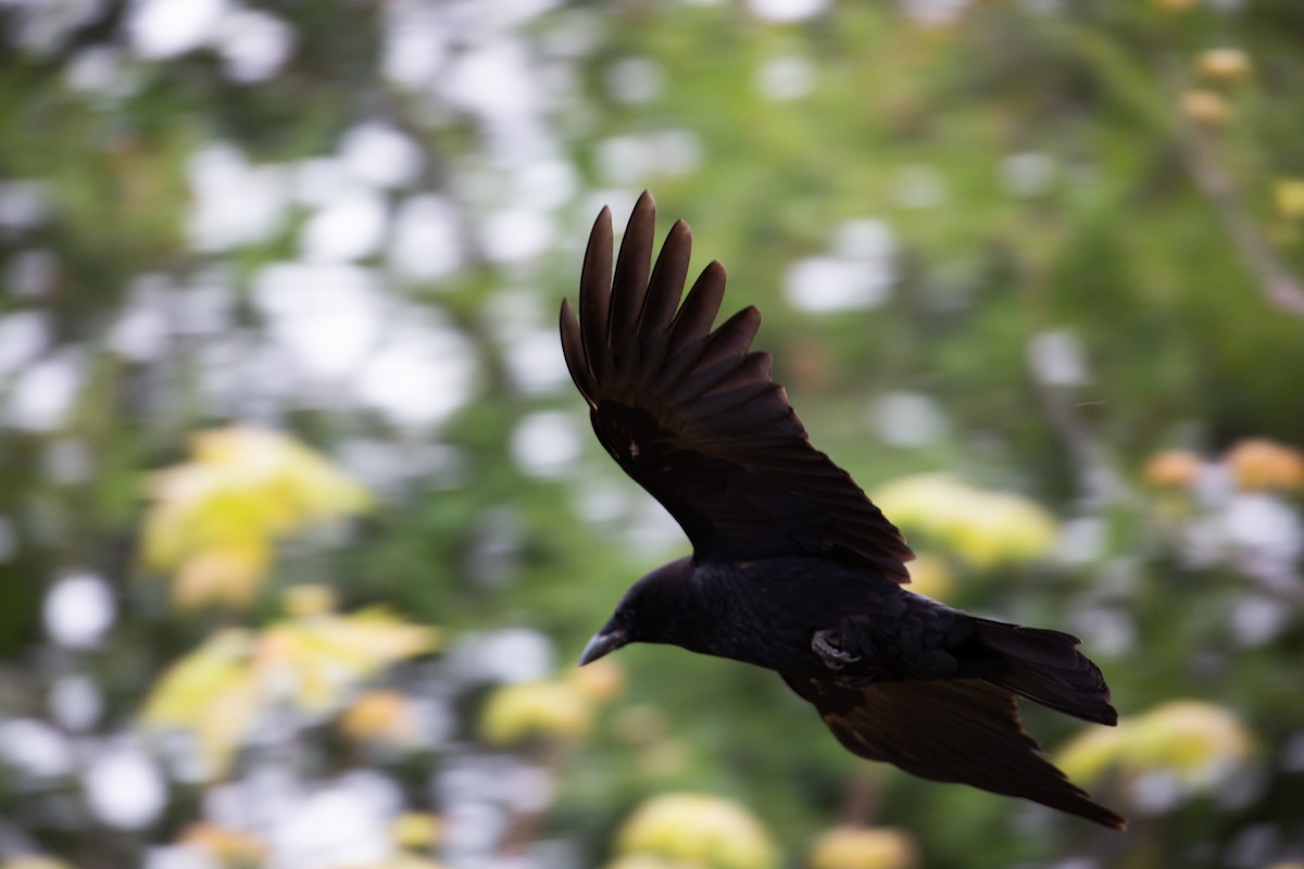 American Crow - ML618938041