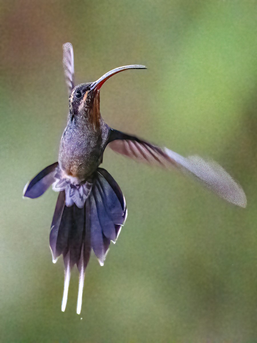 Green Hermit - Steven Lasley