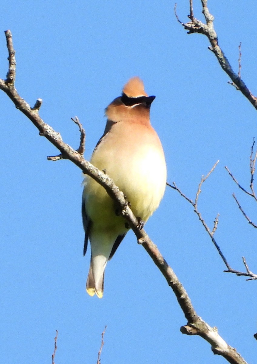 Cedar Waxwing - ML618938063