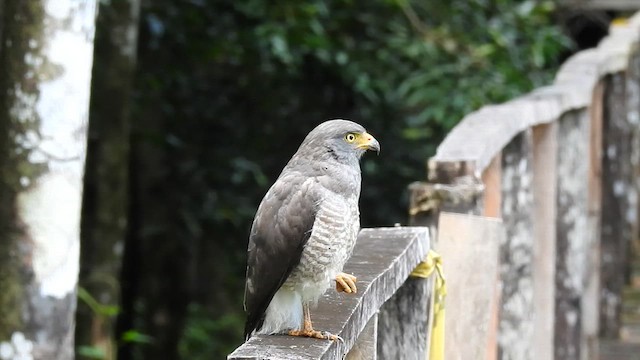 Roadside Hawk - ML618938085