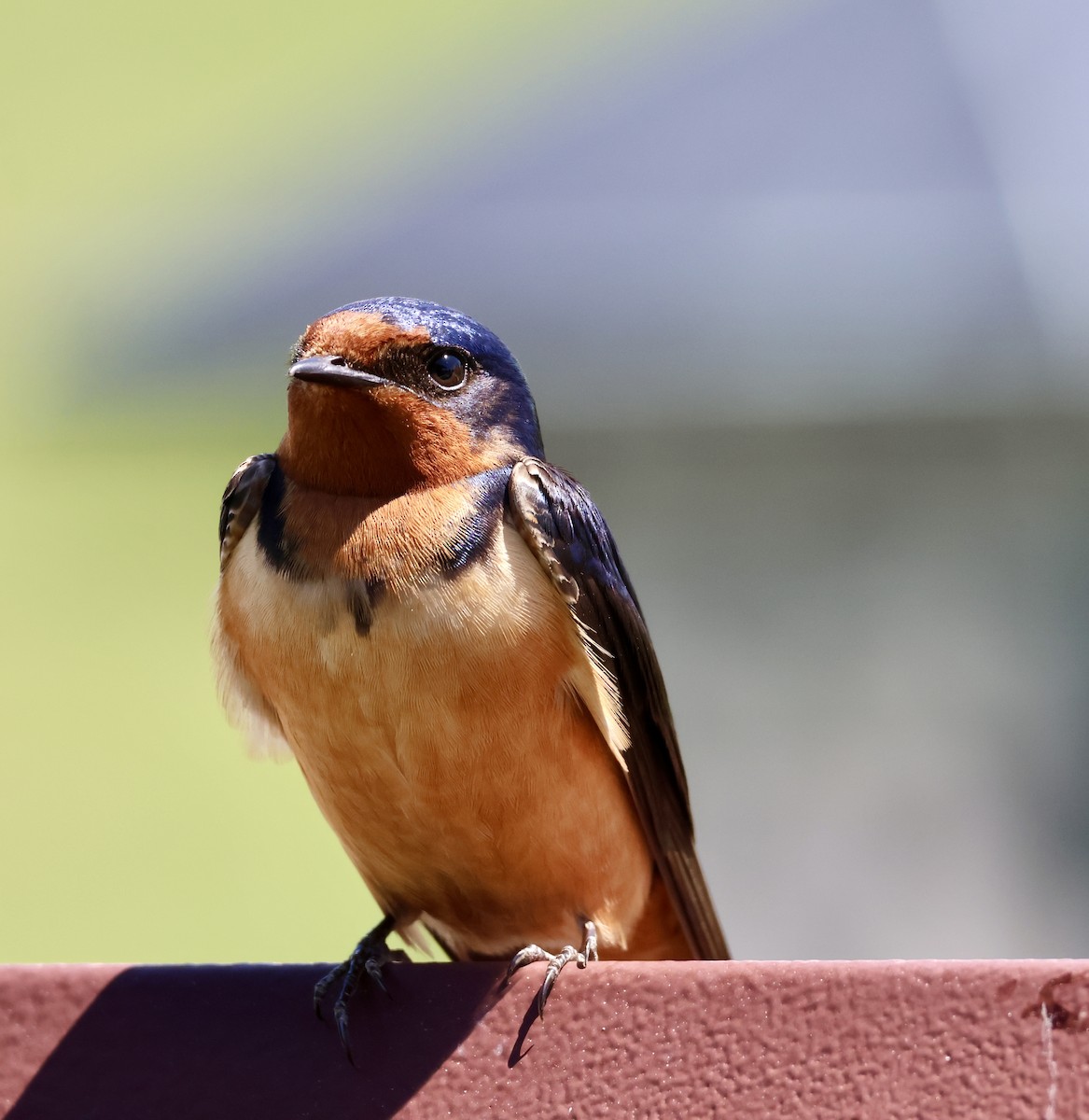 Barn Swallow - Joanne Morrissey