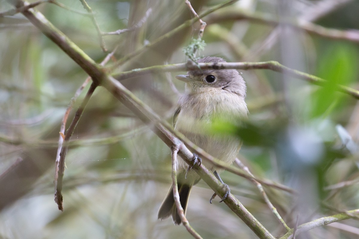 Hutton's Vireo - Dalton Beeler