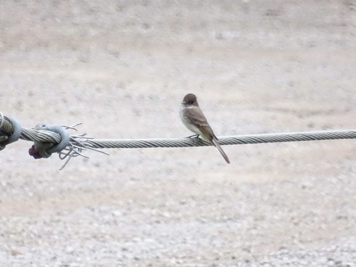 Eastern Phoebe - dan davis