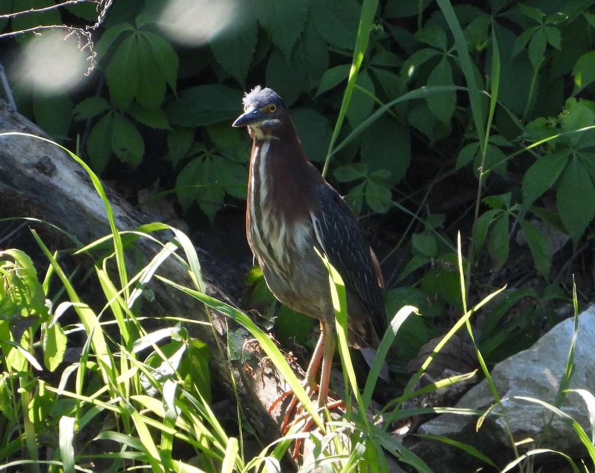 Green Heron - Evan Kidd