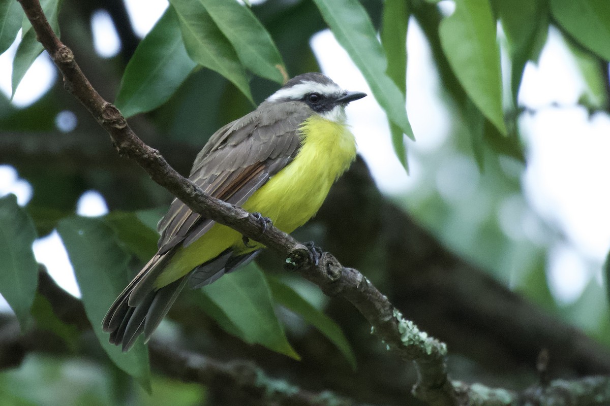 Social Flycatcher - ML618938139