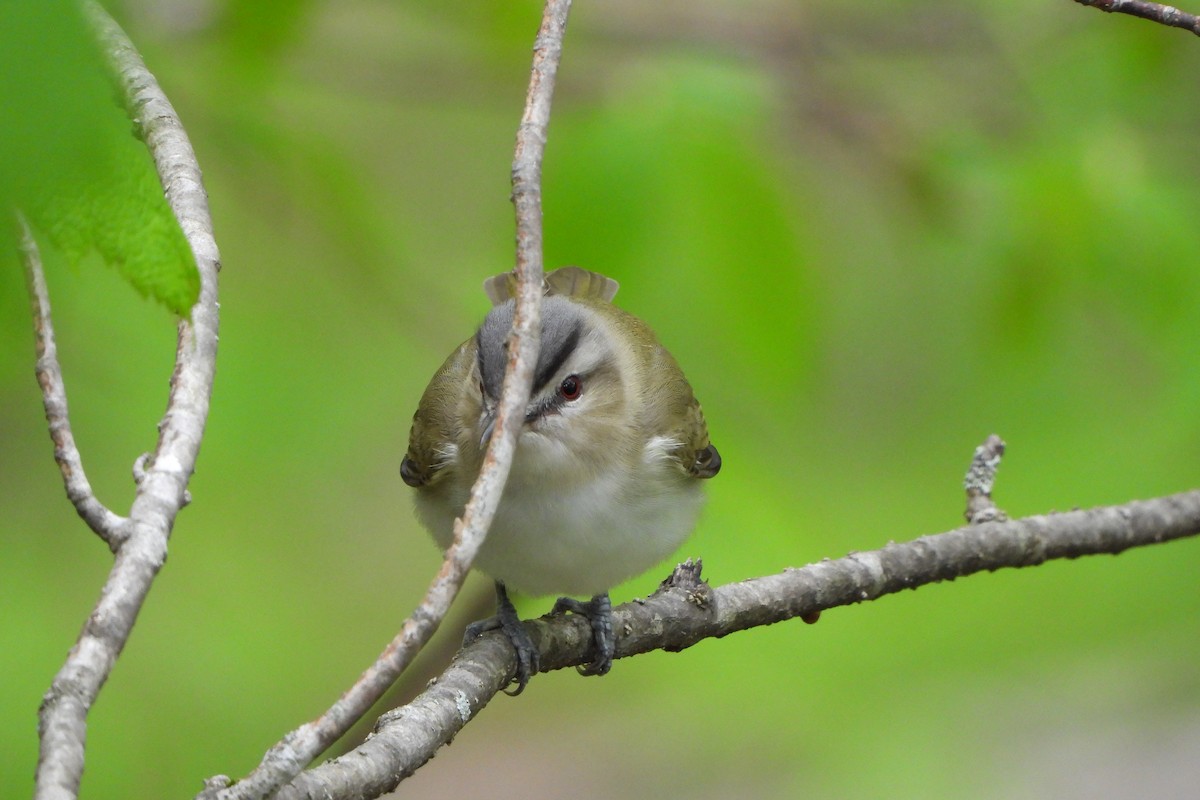 Red-eyed Vireo - Yana Levchinsky