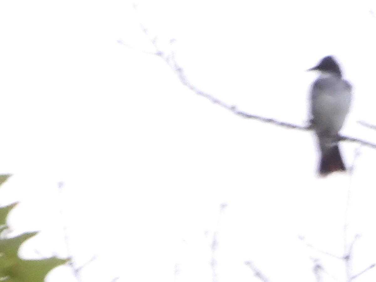 Olive-sided Flycatcher - Nancy Bruce